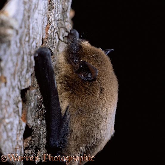 Pipistrelle Bat (Pipistrellus pipistrellus).  Europe & Asia