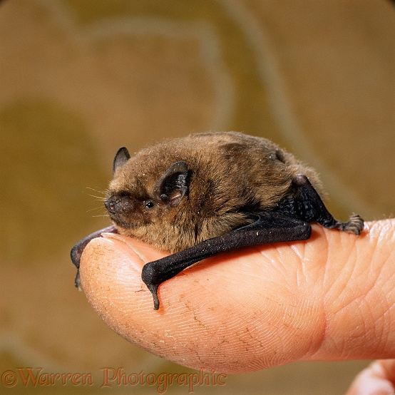 Pipistrelle Bat (Pipistrellus pipistrellus) rescue preparing to be fed.  Europe & Asia