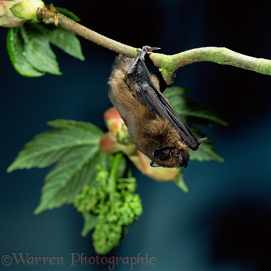 Pipistrelle Bat (Pipistrellus pipistrellus).  Europe & Asia