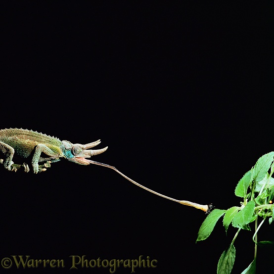 Jackson's Chameleon (Chamaeleo jacksonii) male taking a fly.  Africa