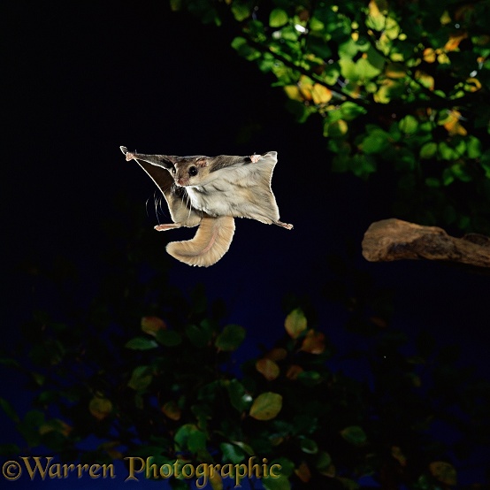 Southern Flying Squirrel (Glaucomys volans) in mid glide.  North America