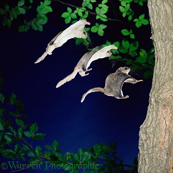 Southern Flying Squirrel (Glaucomys volans) gliding in to land on a vertical tree trunk.  Three images at 20 millisecond intervals.  North America