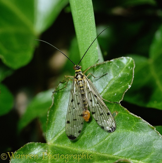 Scorpion Fly (Panorpa communis) male.  Europe