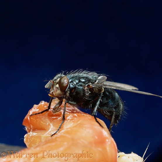 Bluebottle Fly (Calliphora vomitoria) feeding on a piece of raw meat.  Worldwide