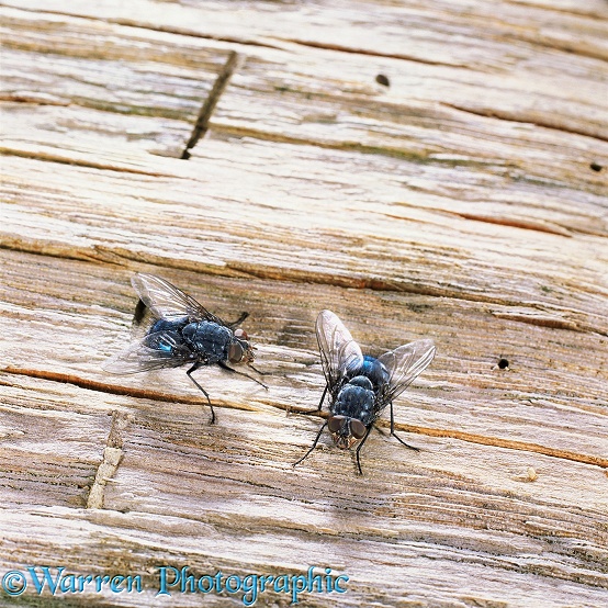 Bluebottle Fly (Calliphora vomitoria) pair basking in early spring sunshine.  Worldwide