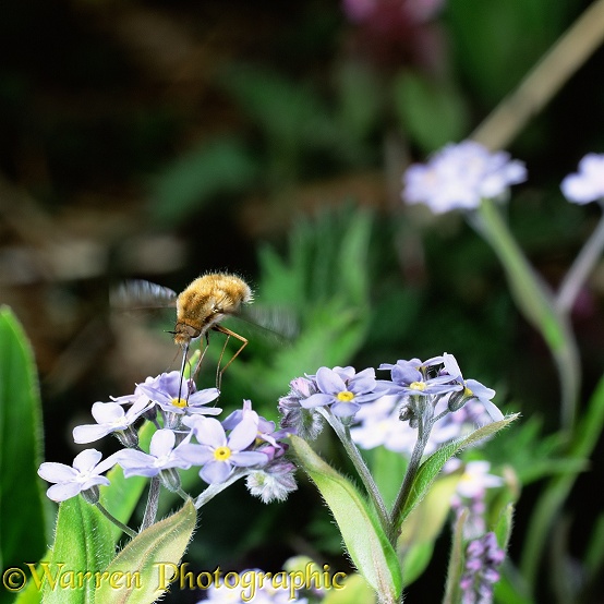 Bee Fly (Bombylius major) feeding on Forget-me-not in spring.  Europe