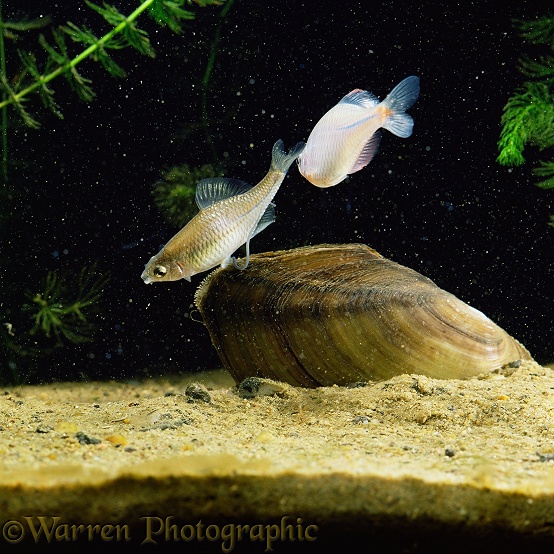 Japanese Bitterling (Rhodeus ocellatus) female inserting ovipositor into siphon of freshwater mussel, attended by male.  Japan