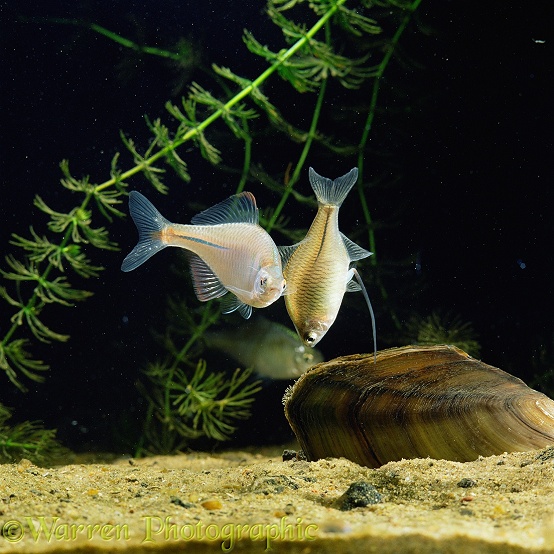 Japanese Bitterling (Rhodeus ocellatus) female inserting ovipositor into siphon of freshwater mussel, attended by male.  Japan