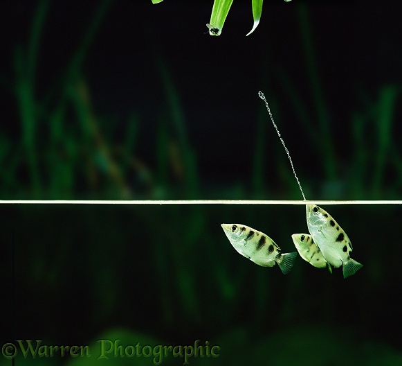 Archer Fish (Toxotes chatareus) jetting water at an unseen target.  SE Asia