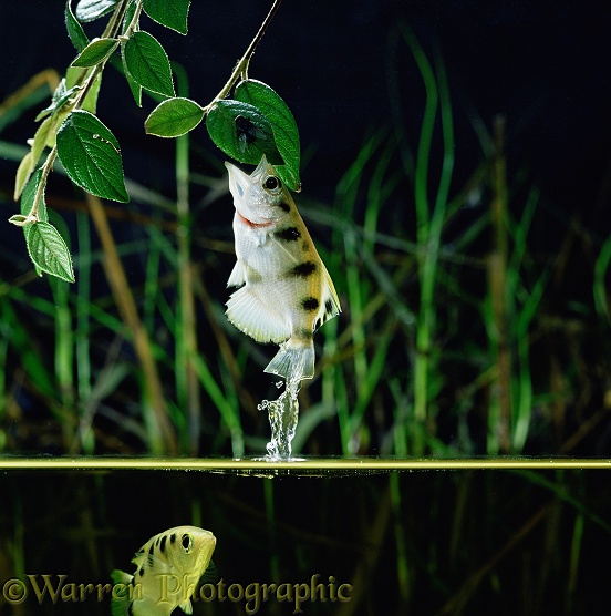 Archer Fish (Toxotes chatareus) leaping to take a fly.  SE Asia