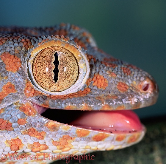 Tokay Gecko (Gekko gecko), pupil partially open.  SE Asia