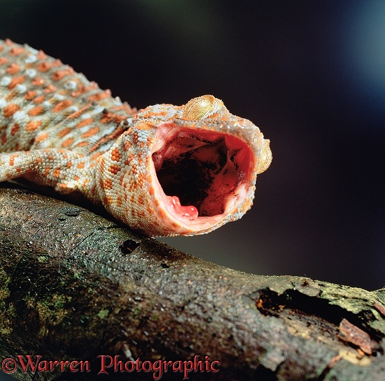 Tokay Gecko (Gekko gecko), defensive posture.  SE Asia