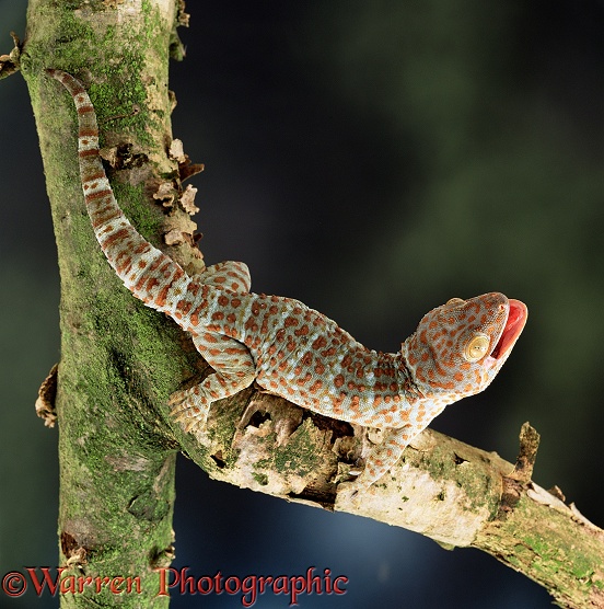 Tokay Gecko (Gekko gecko).  SE Asia