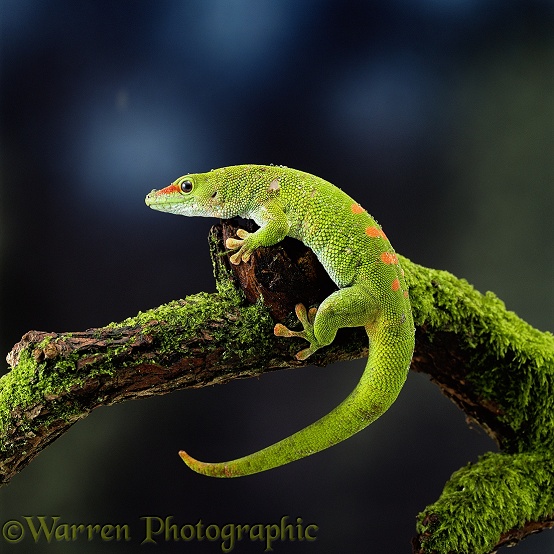 Madagascar Day Gecko (Phelsuma dubia).  Madagascar