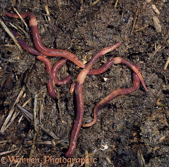 Earthworms (Eisenia foetida) in rich compost.  Europe