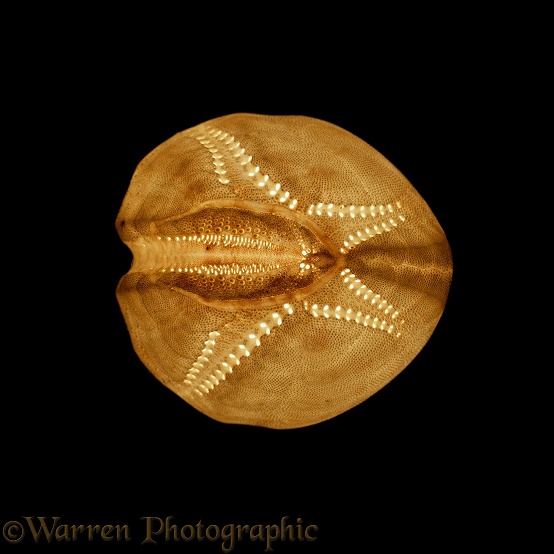 Heart Urchin (Echinocardium caudatum) test seen from above.  Atlantic coasts