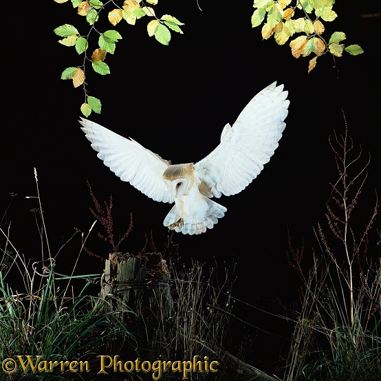 Barn Owl (Tyto alba) female landing.  Worldwide