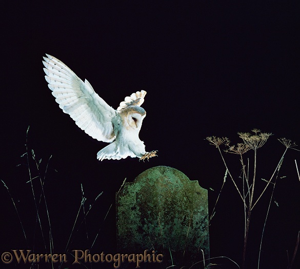 Barn Owl (Tyto alba) female landing on tombstone.  Worldwide