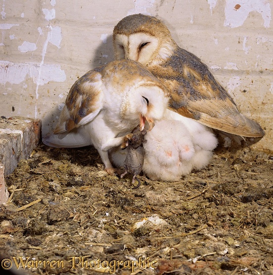 Barn Owl (Tyto alba) pair with young.  Worldwide
