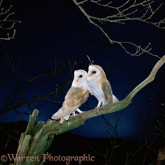 Barn Owl (Tyto alba) pair.  Worldwide