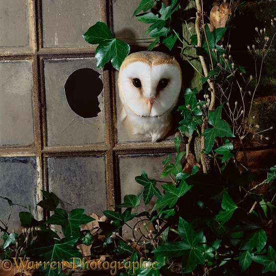 Barn Owl (Tyto alba) looking out from broken window.  Worldwide