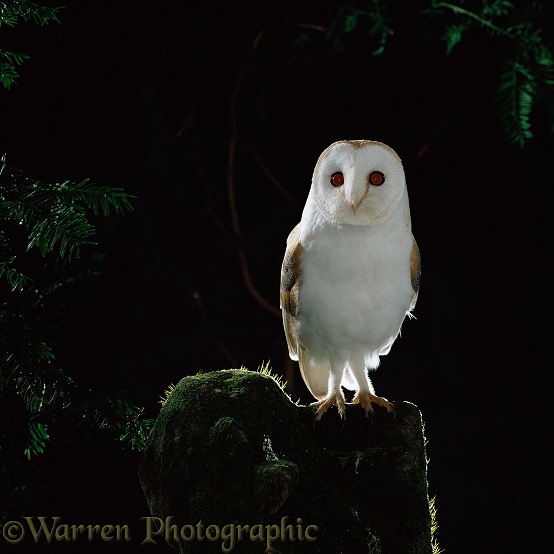 Barn Owl (Tyto alba) perched.  Worldwide