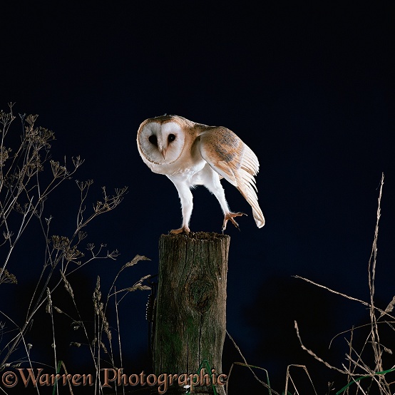 Barn Owl (Tyto alba) stretching leg and wing.  Worldwide