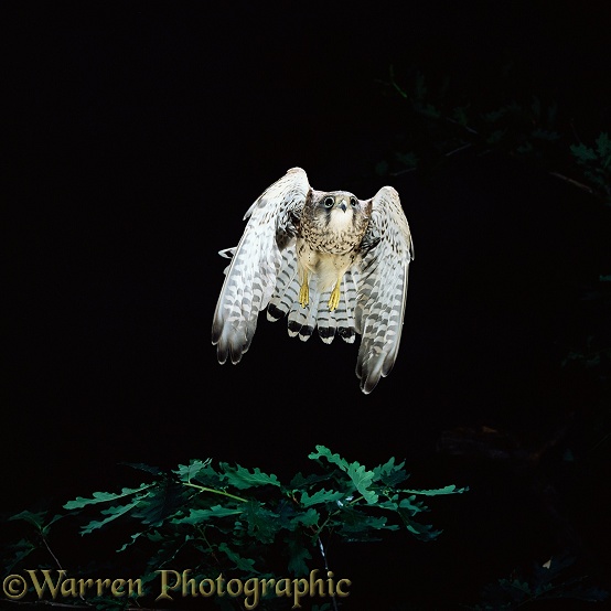 Kestrel (Falco tinnunculus) female taking off.  Europe, Africa & Asia
