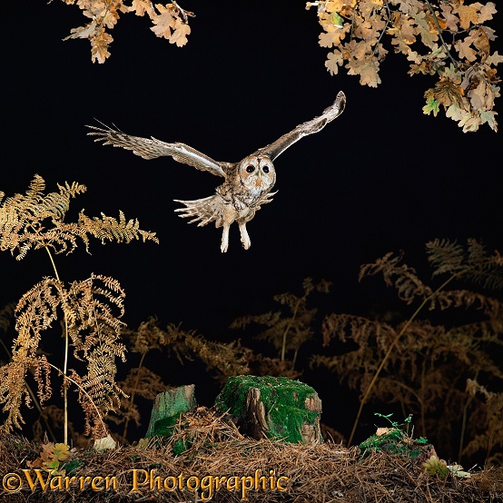 Tawny Owl (Strix aluco) in flight.  Europe & Asia