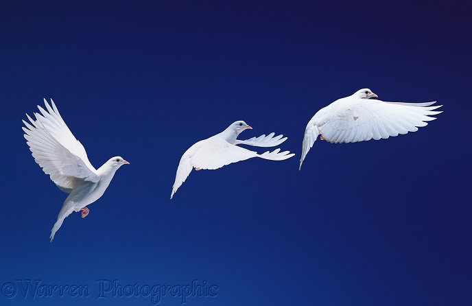 White dove (Columba livia) in flight.  Three images at 40 millisecond intervals