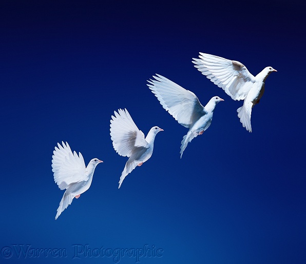 White dove (Columba livia) in flight.  Four images at 25 millisecond intervals