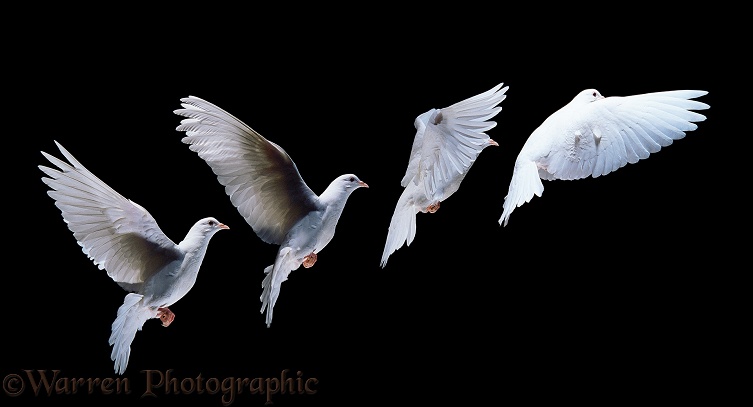 White dove (Columba livia) in flight.  Four images at 25 millisecond intervals