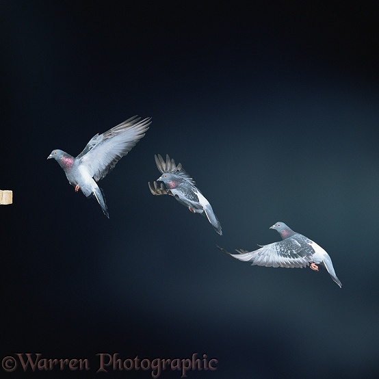 Domestic Pigeon (Columba leucomela) in flight.  Three images at 25 millisecond intervals.  Worldwide