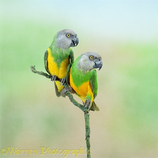 Senegal Parrot (Poicephalus senegalus) pair.  Africa