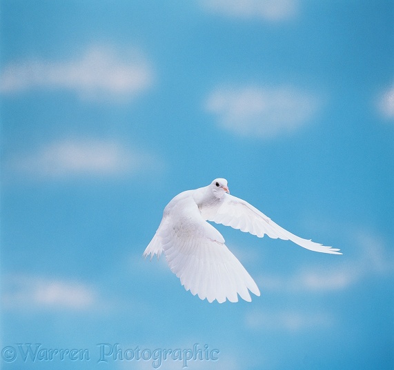 White dove (Columba livia) in flight