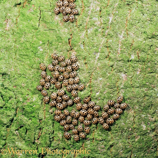 16-spot Ladybird (Micraspis 16-punctata) hibernating group on the trunk of a tree.  Europe