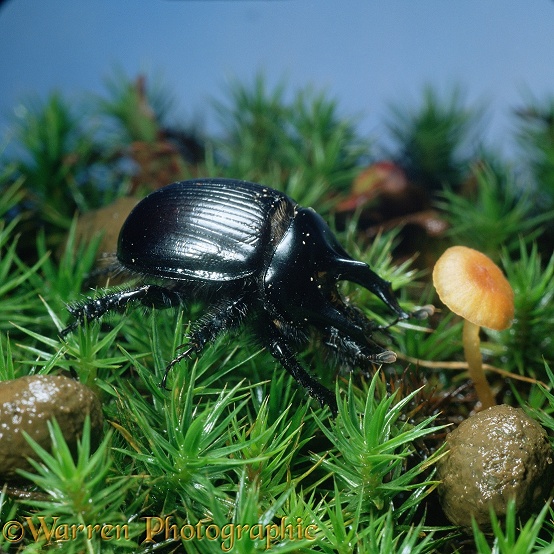 Minotaur Beetle (Typhaeus typhoeus).  Europe & Asia