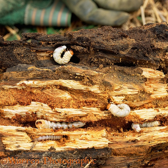 Stag Beetle (Lucanus cervus) larvae in rotten holly log.  Europe