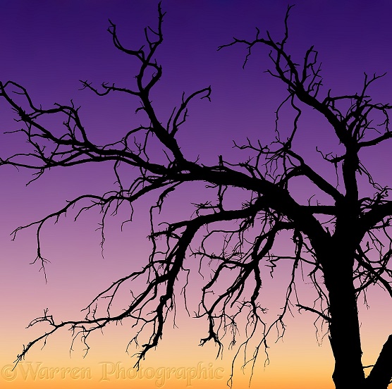 Namib tree at sunset.  Namibia