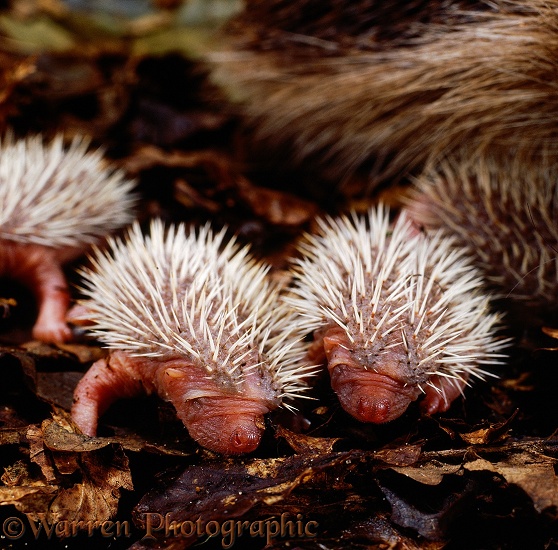Baby European Hedgehogs (Erinaceus europaeus), 2 days old.  Europe