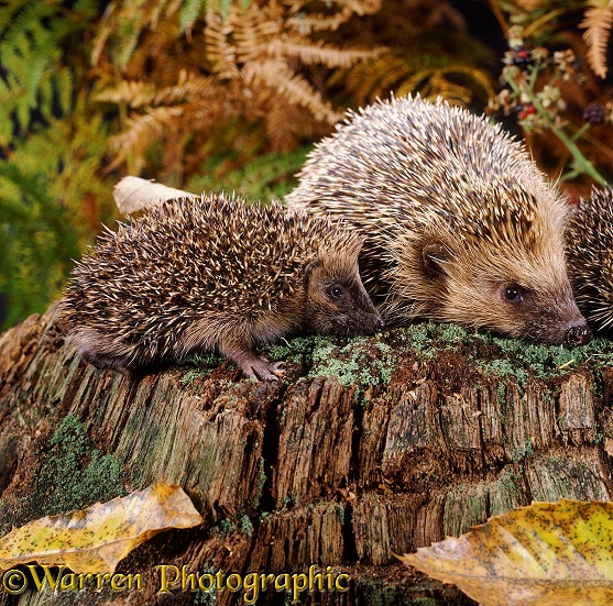 Baby European Hedgehog (Erinaceus europaeus), about a month old, with its mother.  Europe