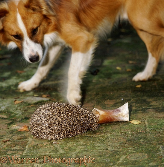 A young Hedgehog huffs and erects her spines when sniffed by a dog