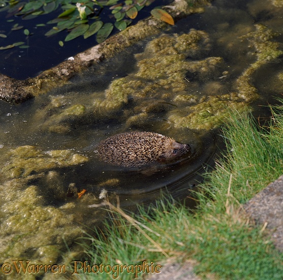 European Hedgehog (Erinaceus europaeus) swimming in a garden pond