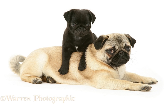 Fawn Pug bitch Franky, with a black pup, white background