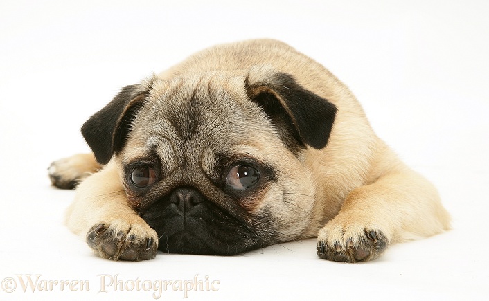 Fawn Pug bitch, Franky, lying with chin on floor, white background