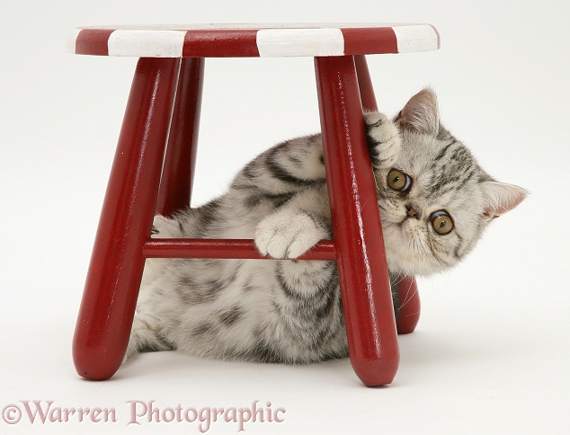 Silver Exotic cat under a child's painted stool, white background