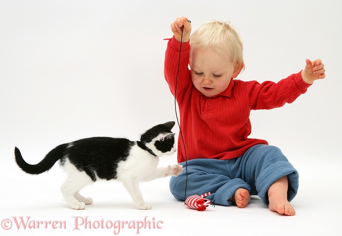 Toddler playing with kitten, white background