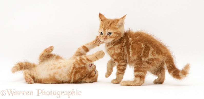 British shorthair red tabby kittens playing, white background