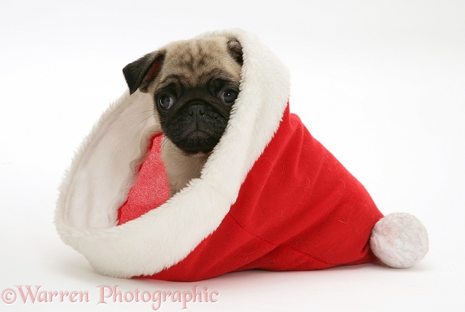 Pug pup in Santa hat, white background