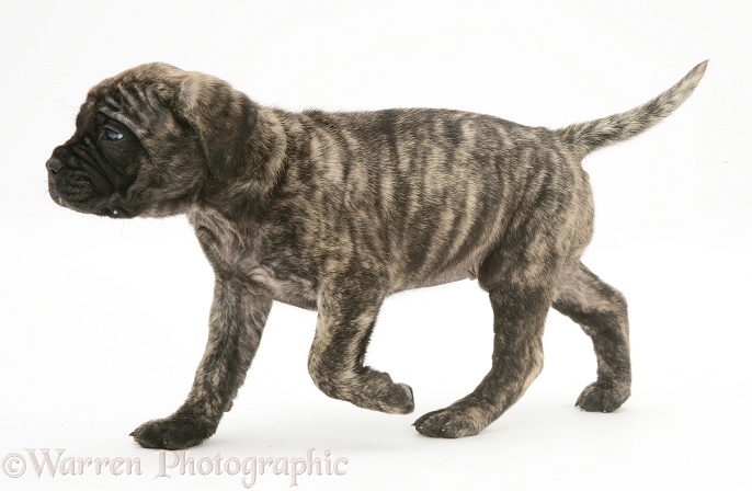 Brindle English Mastiff pup trotting across, white background